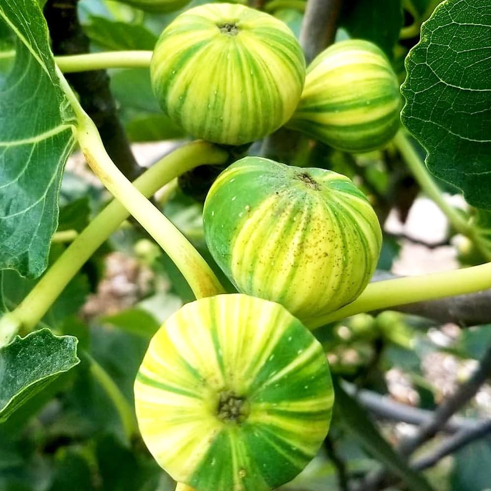 イチジク　ゼブラスイート　特大苗　果樹 イチジク ゼブラスイート 特大苗 果樹 楽天市場】イチジク